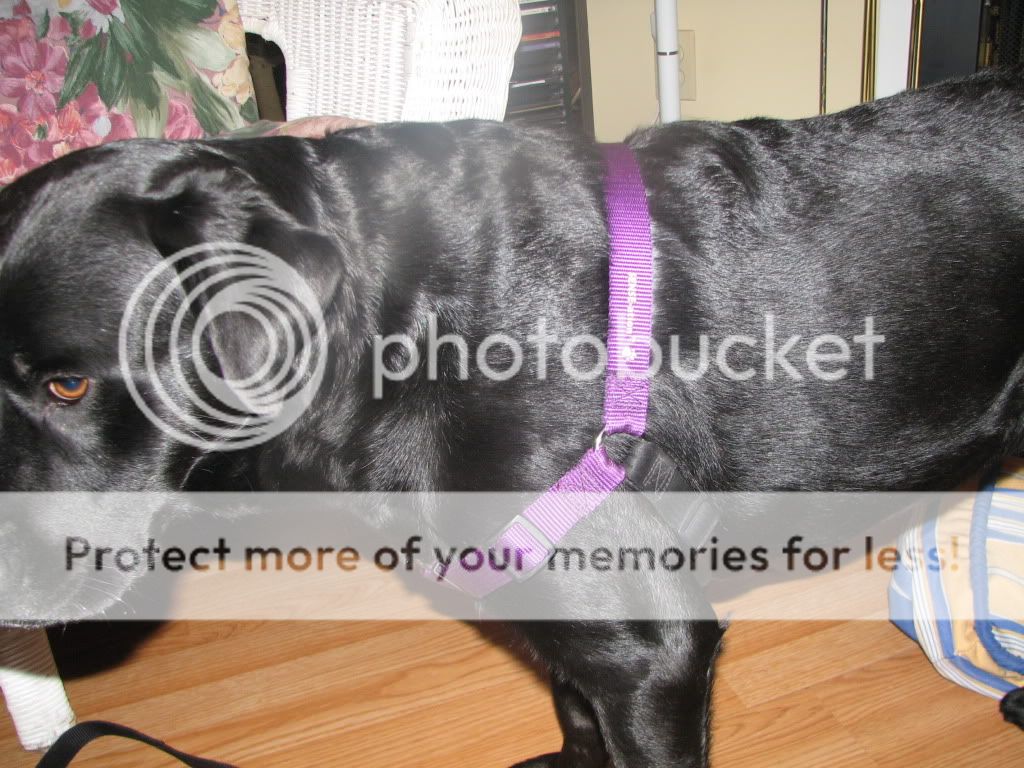 Dog Jumps And Bites When Playing at Jerry Huynh blog